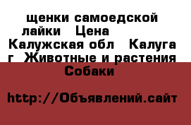 щенки самоедской лайки › Цена ­ 10 000 - Калужская обл., Калуга г. Животные и растения » Собаки   